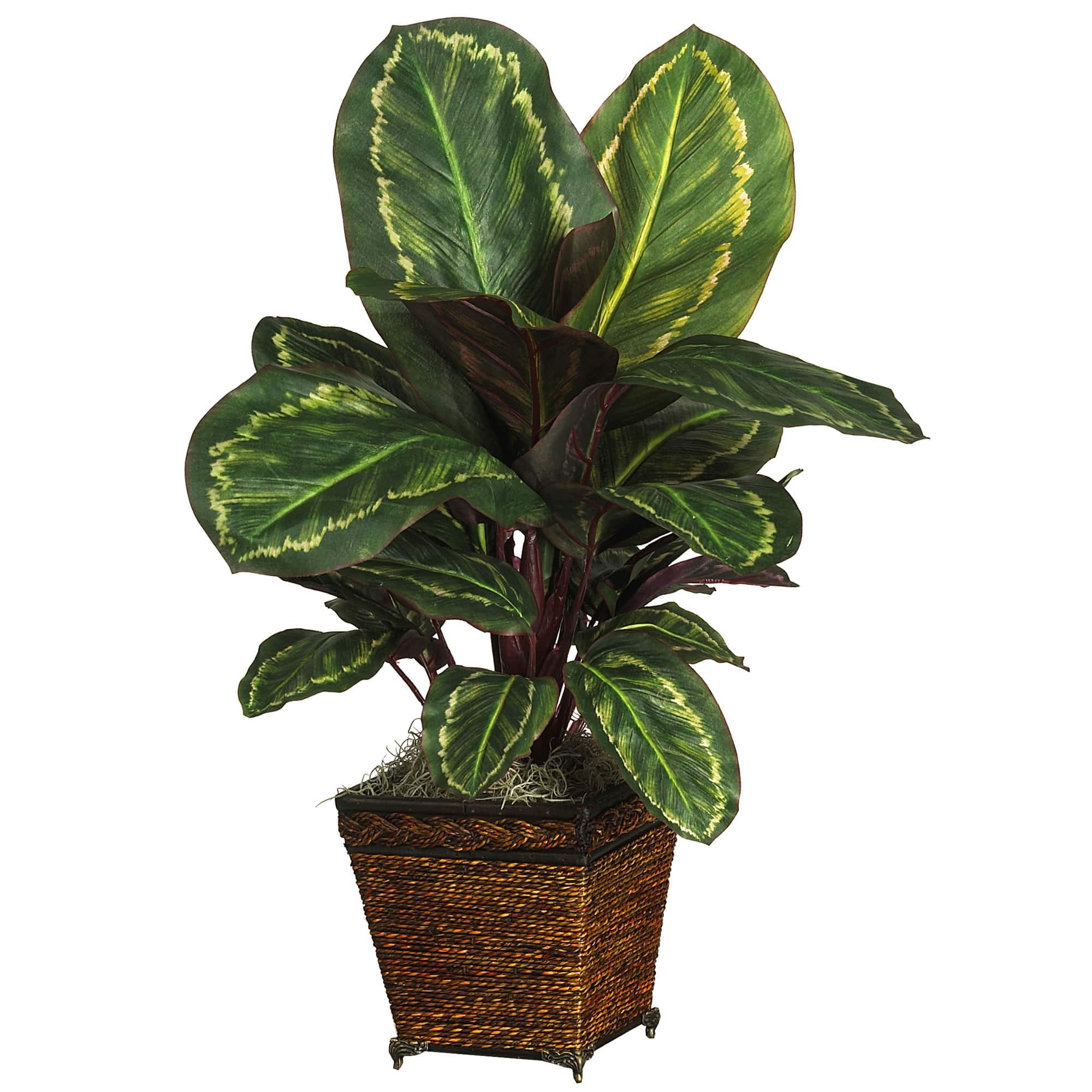 2ft. Prayer Plant in Basket